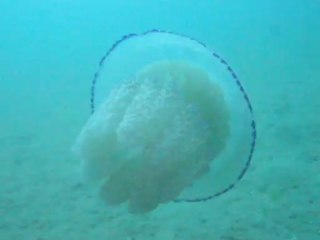 2013 07 13 L'année des méduses???