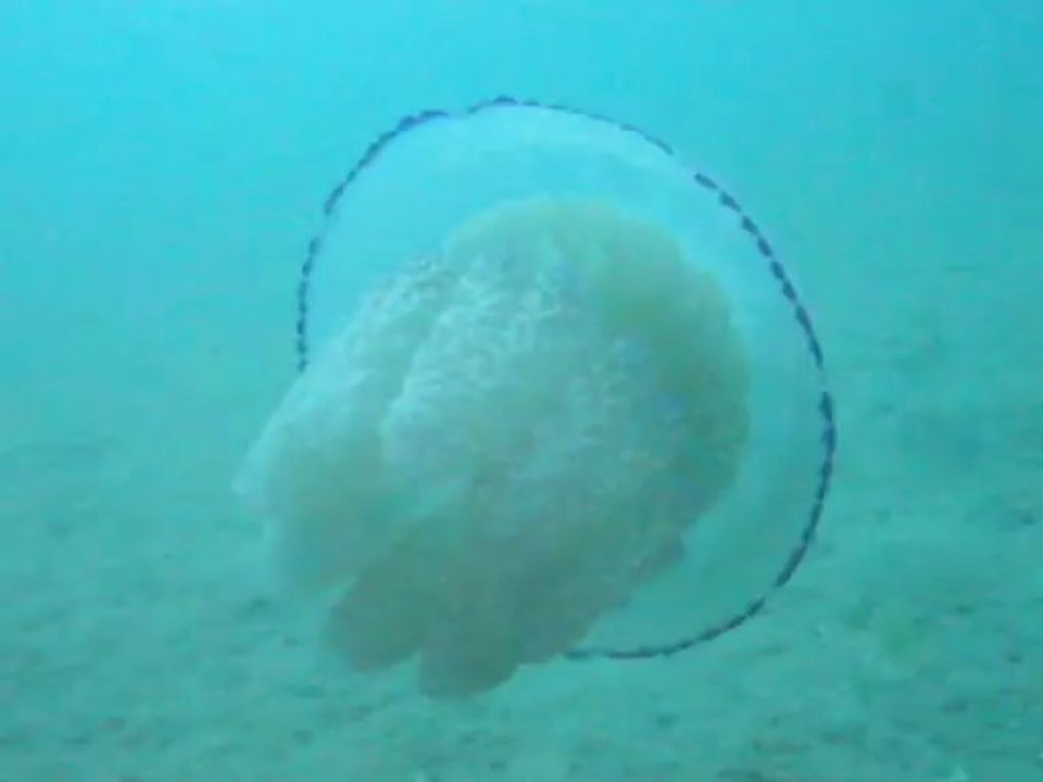 2013 07 13 L'année des méduses???