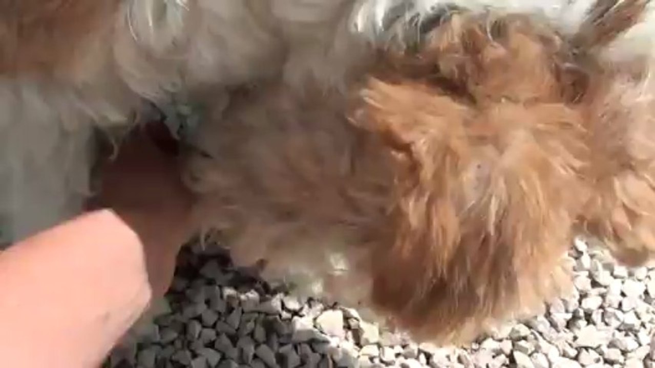 Vidéo des bébés de Glady le 13 juillet 2013