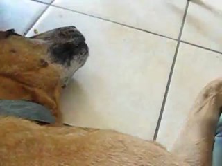 Doggy et Furie