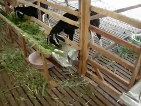 Goat Farm - Kukil Farms