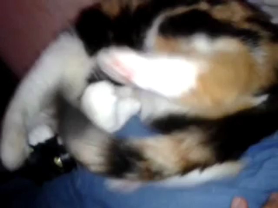 Conversation avec mon chat :) mdr