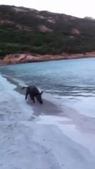 Sanglier sur plage corse