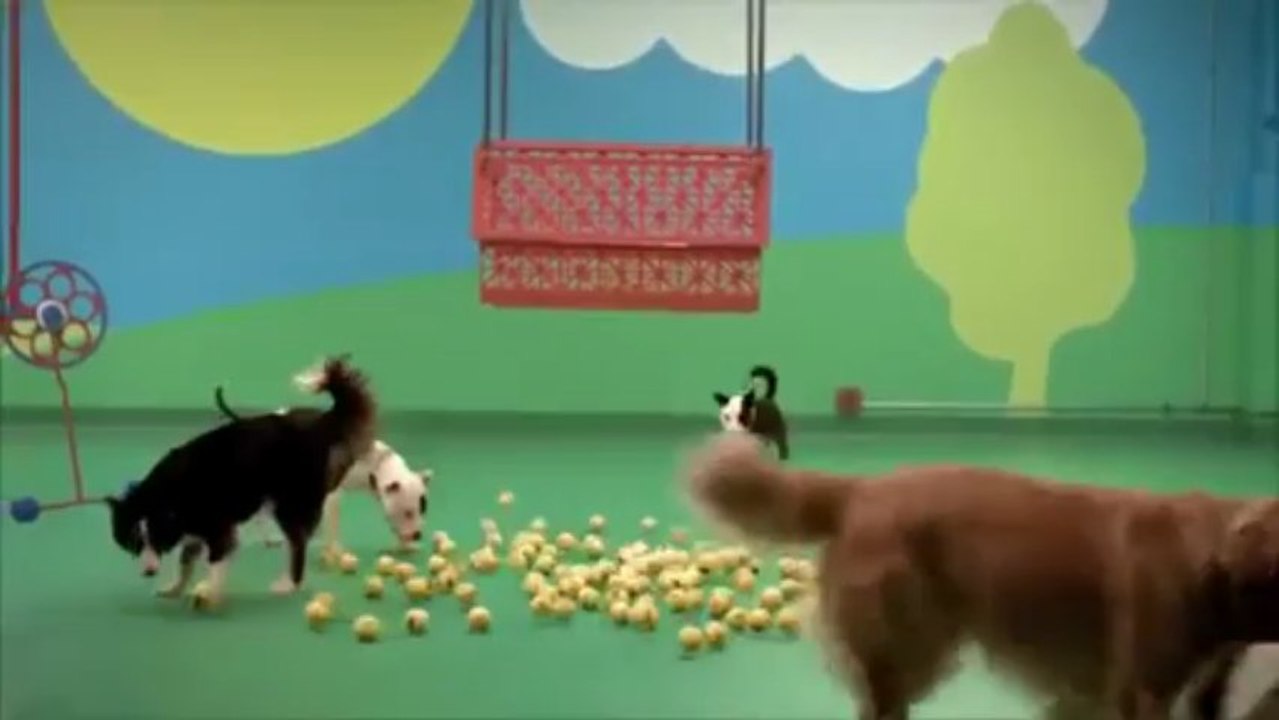 Dog Goldberg Machine by Beneful®