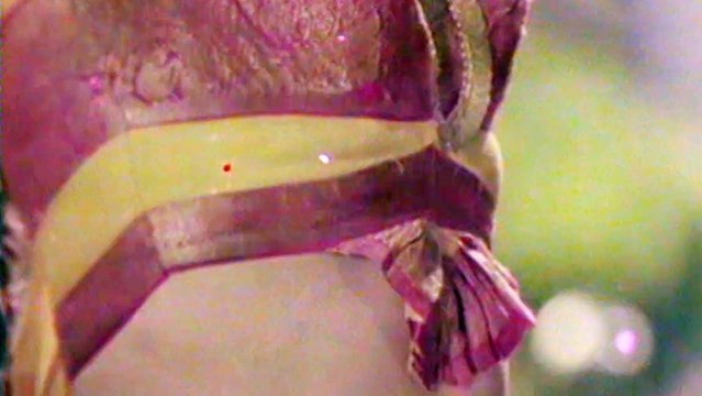 Ananda Bhairavi Songs - Chaitramu Kusumaanjali - Girish Karnad Malavika Rajesh