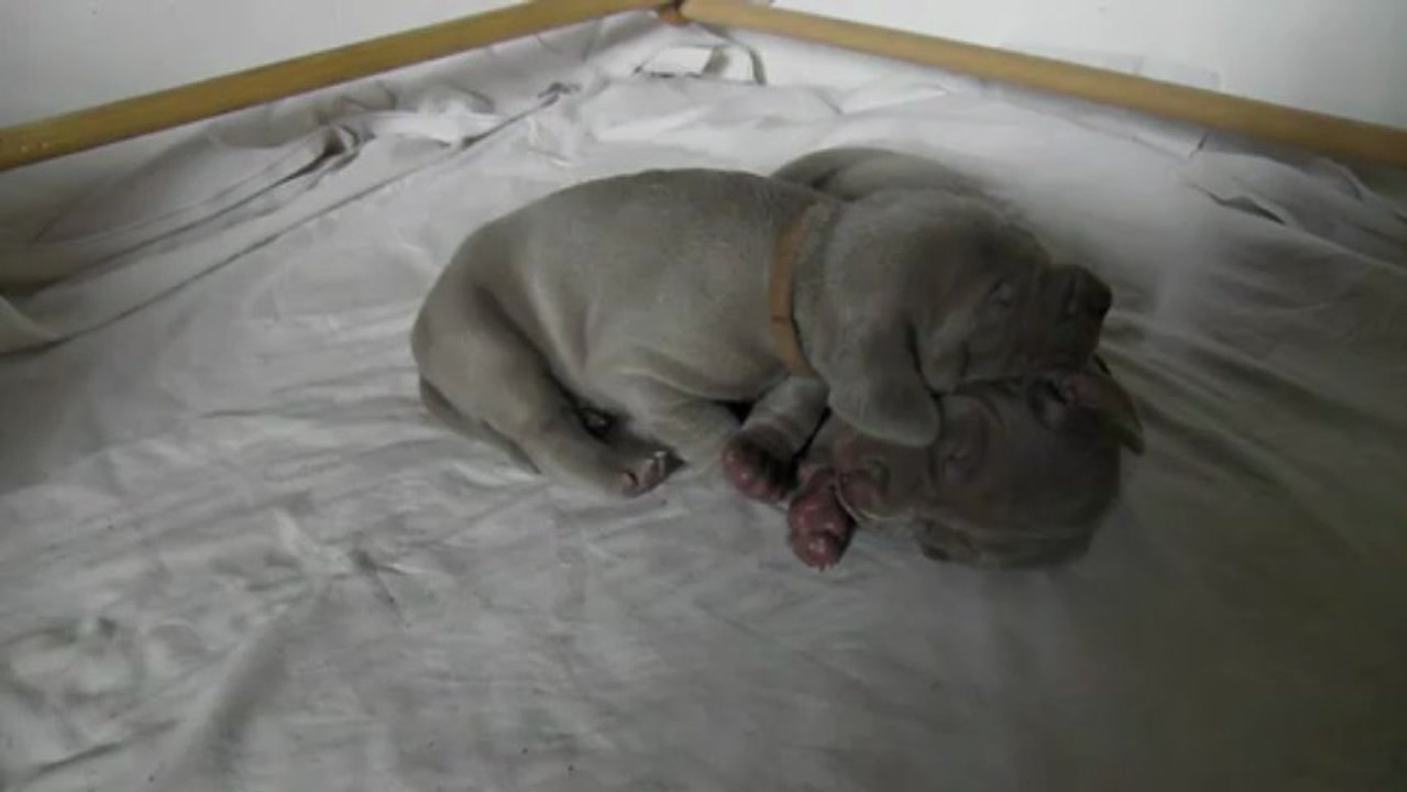 13072013 Daydory's Edemund bébés poils courts Jour 17