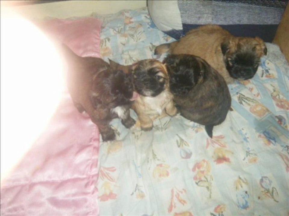 shih tzu