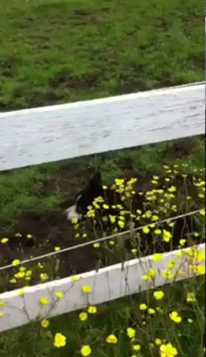 Un corbeau demande de l'aide