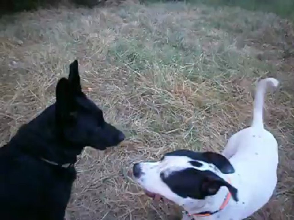 Jeux avec Balou le 13/07/2013