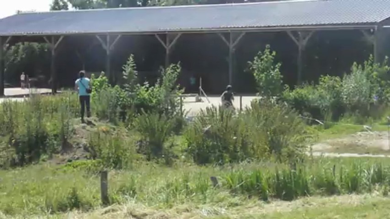 Concours complet, les centaures (cross) Manon et Histoire (suite)