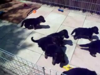 Chiots ba 14 juillet 2013