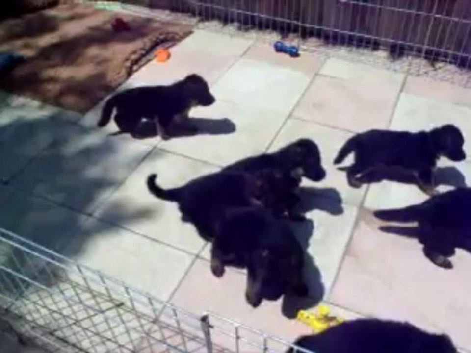 Chiots ba 14 juillet 2013