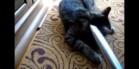Cats like vacuum cleaners