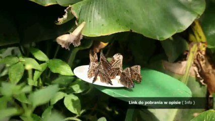 instrukcja audi a3 8l