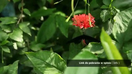 cheaty do diamond dash na facebooku