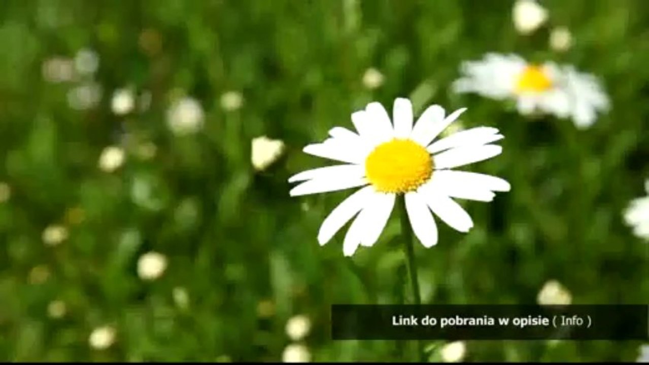 dziennik praktyk logopedia