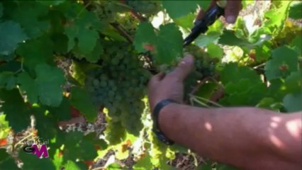 BODEGA MANUEL MANZANEQUE parte 04 "Aldente Salamanca"