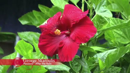 After the Rain - Album: Passions (George Skaroulis)