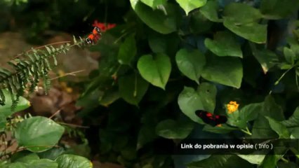 poradnik plemiona jak zostac dybukiem