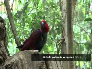 blondynka na jezykach francuski pdf