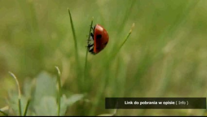 klucz do gta 4 chomikuj.pl