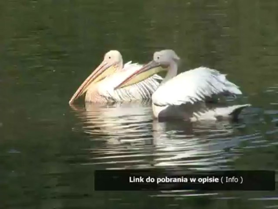 cd key generator crysis 2