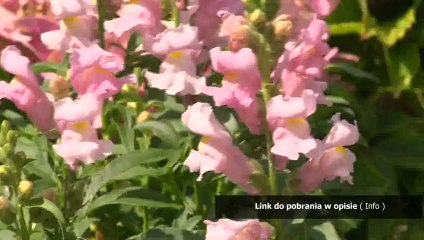 przed wschodem slonca lektor