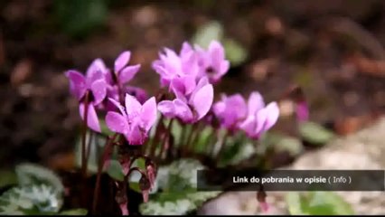 bot do kopania rudy metin2