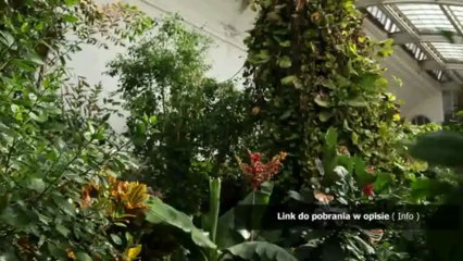 darmowy transfer na chomikuj spryciarze