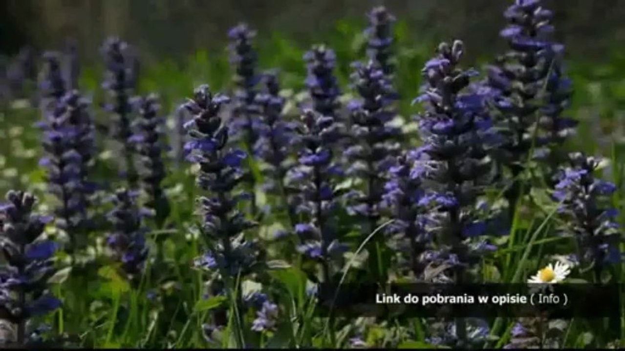 crack do wladca pierscieni bitwa o srodziemie 2 1.06