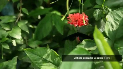 minecraft na psp iso