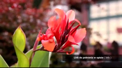 najnowsza wersja facebooka na telefon do pobrania