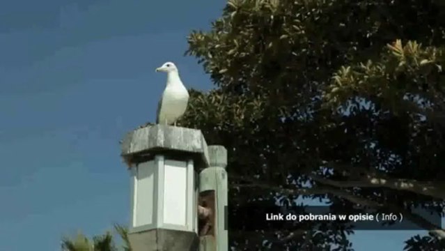 dzwonek sms nokia standardowy