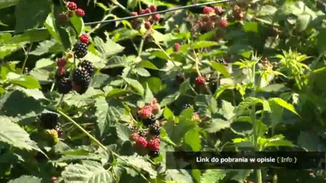 jak zrobic amfetamine krok po kroku