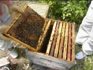 "French beekeeping" !