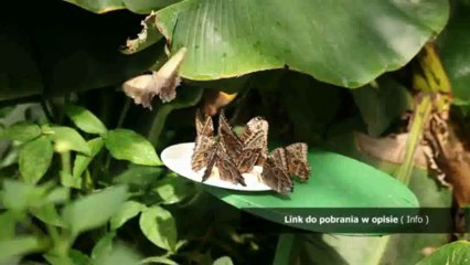 instrukcja jabra bt135