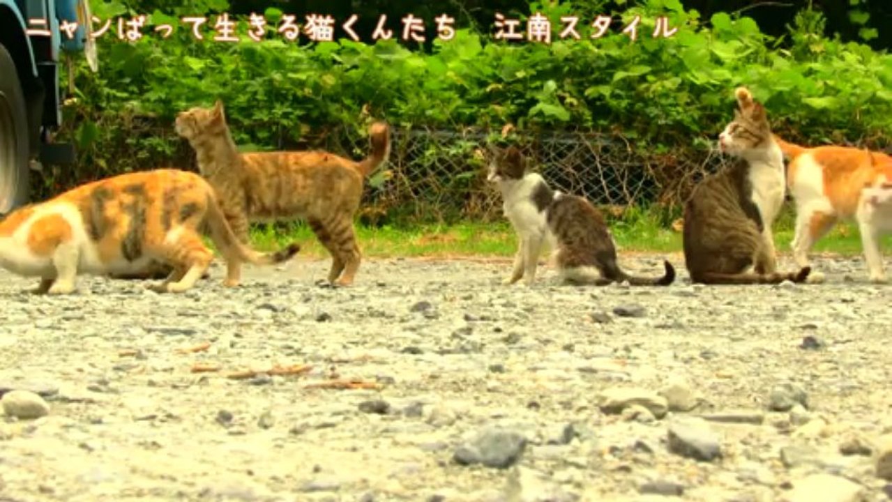ニャンばって生きる猫くんたち　真夏のダイジェスト