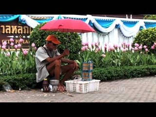 An old bird seller on the streets of Bangkok