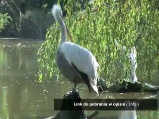 photoshop online po polsku za darmo