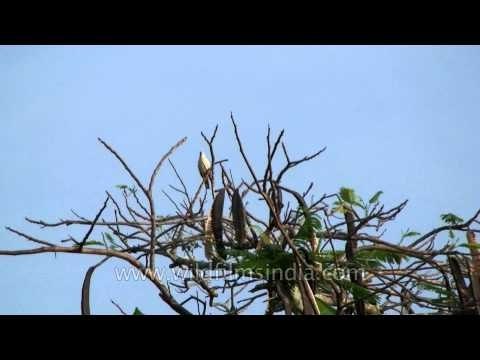 Andamans & Nicobar islands hdv 349 38 Bird