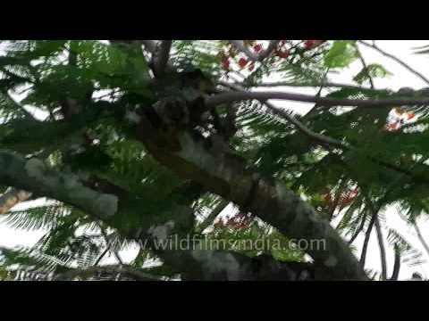 Andamans & Nicobar islands hdv 349 36 bird