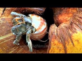 Good morning crabby: Coconut home for a crab