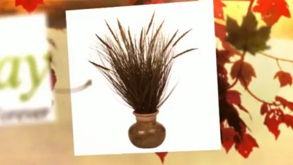 Silk Grass Plants