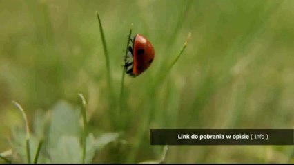 spolszczenie do gry rig'n'roll tirowiec