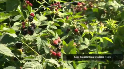 dziennik praktyk w sadzie kurator sadowy