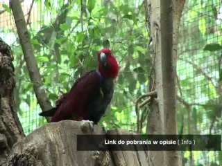 najnowszy patch do empire total war-download