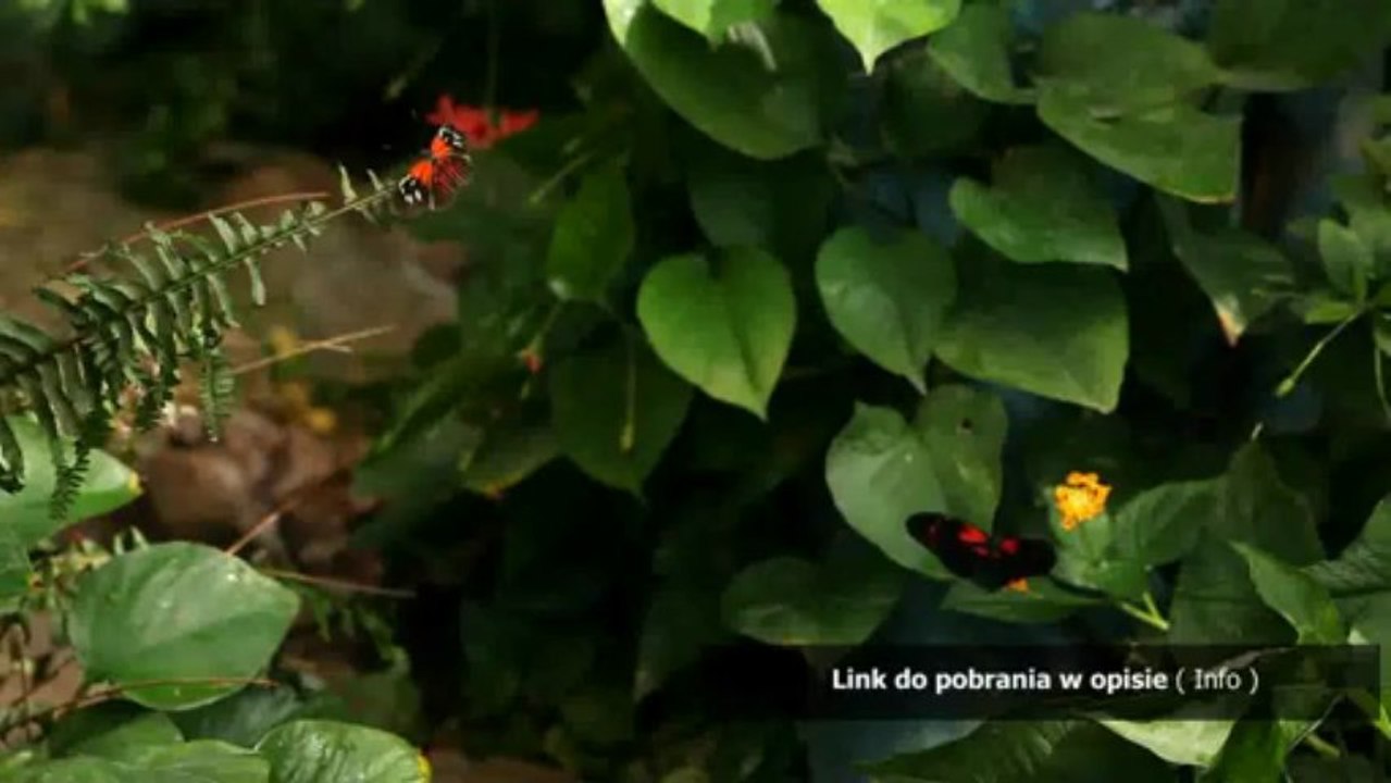 kwiaty na poddaszu pdf