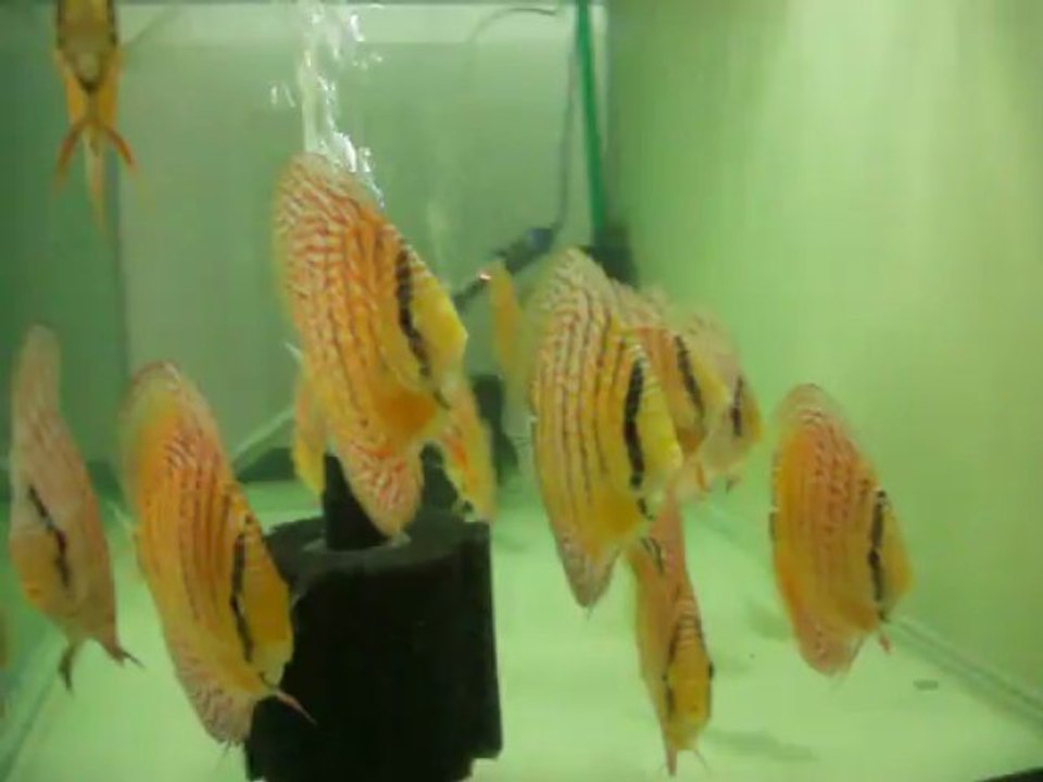 discus kendime ayırdığım leoparlar