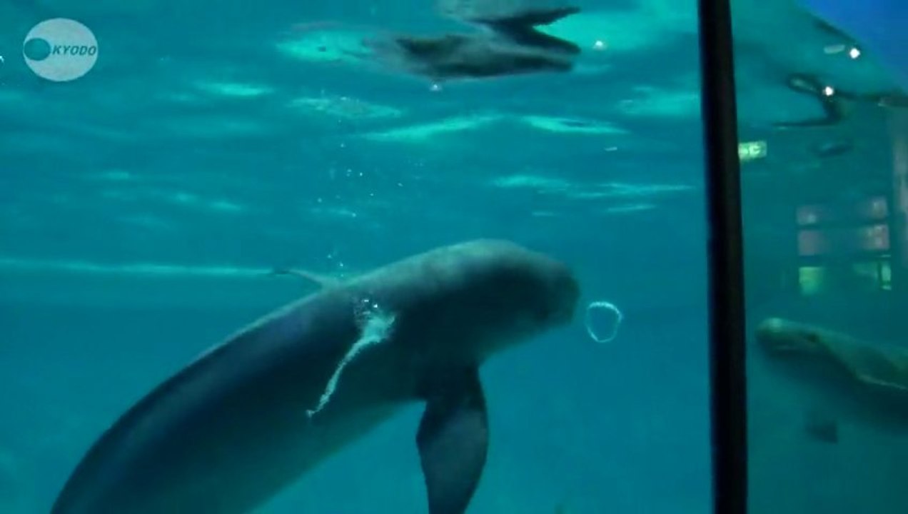 3 marsouins jouent avec des bulles d'air
