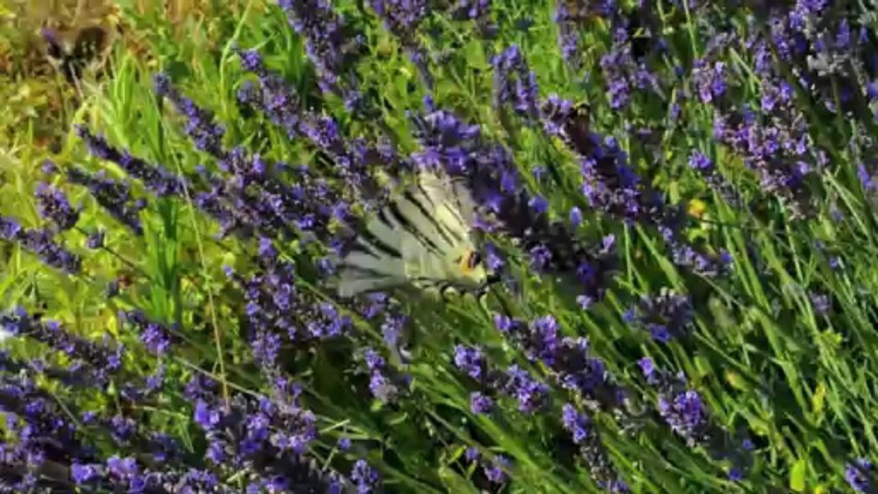 Joli flambé sur la lavande